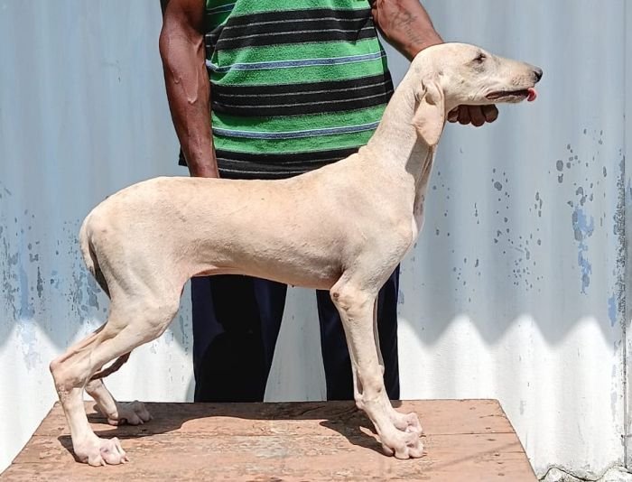 DogsIndia.com - Caravan Hound - Anish