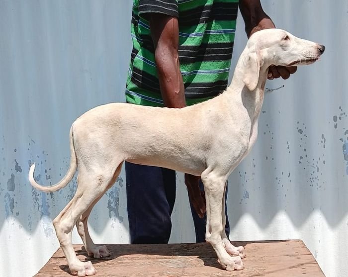 DogsIndia.com - Caravan Hound - Anish