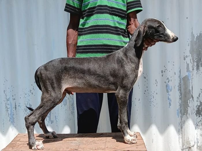 DogsIndia.com - Caravan Hound - Anish