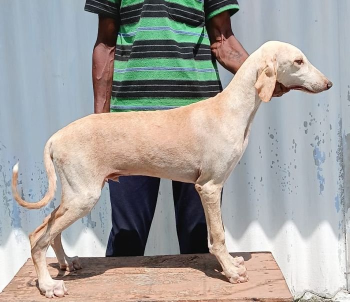 DogsIndia.com - Caravan Hound - Anish