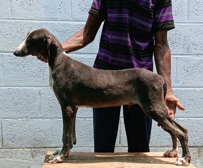 DogsIndia.com - Caravan Hound - Anish