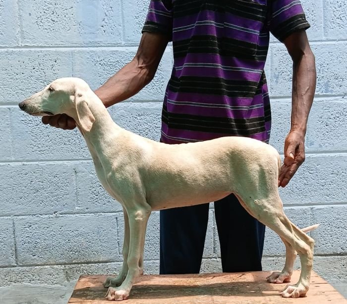 DogsIndia.com - Caravan Hound - Anish