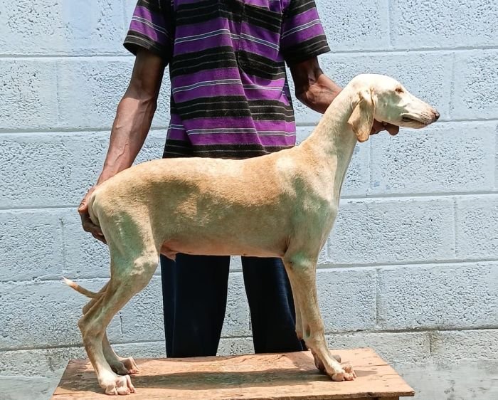 DogsIndia.com - Caravan Hound - Anish