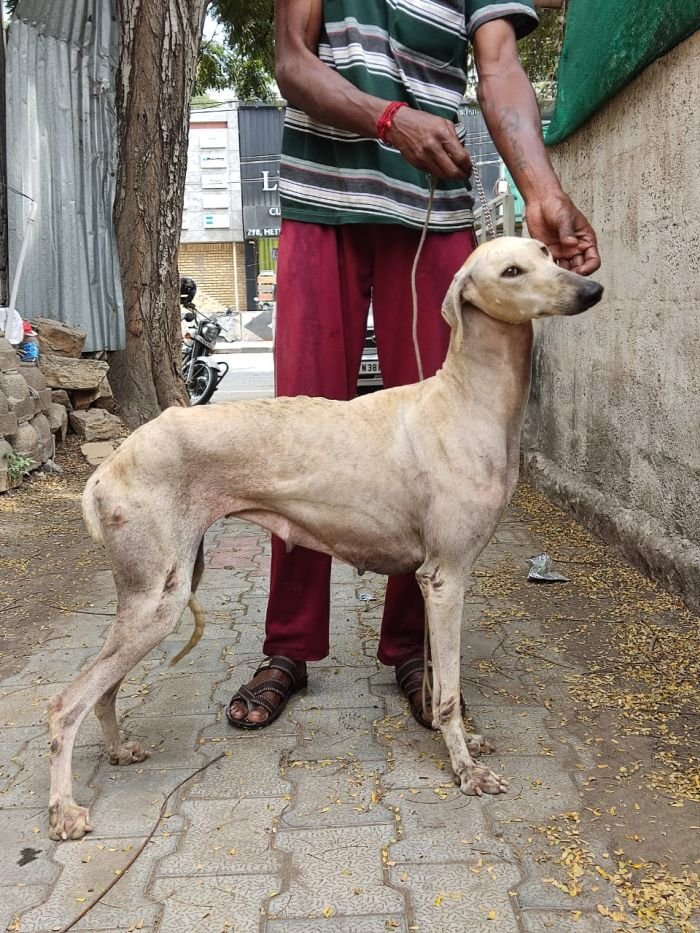 DogsIndia.com - Caravan Hound - Anish