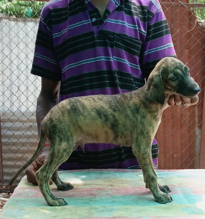 DogsIndia.com - Caravan Hound - Anish