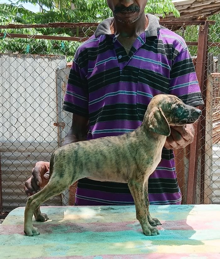 DogsIndia.com - Caravan Hound - Anish