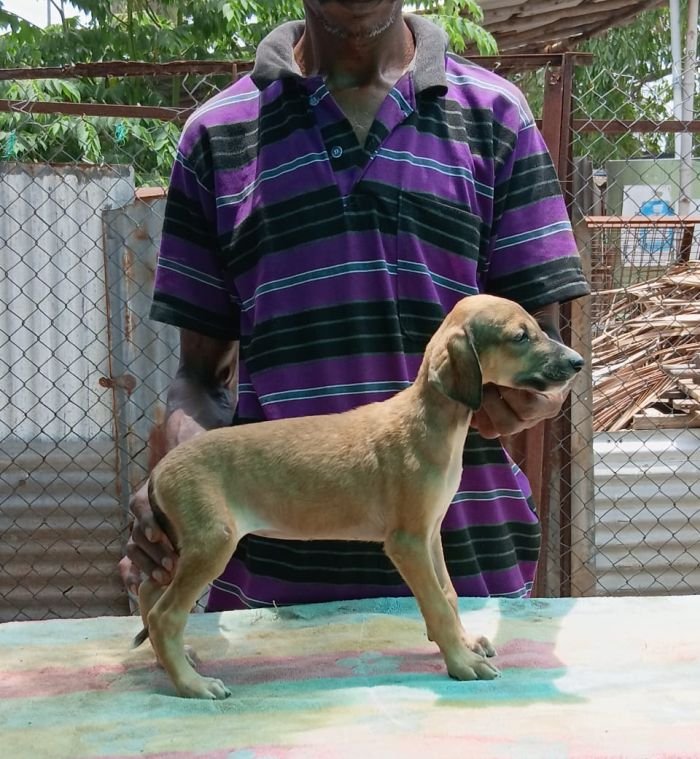 DogsIndia.com - Caravan Hound - Anish