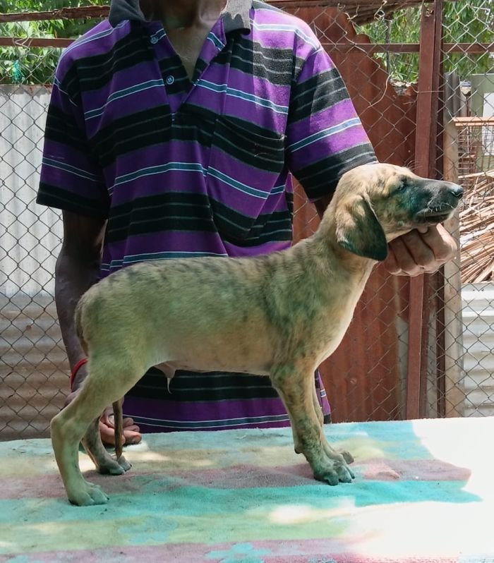DogsIndia.com - Caravan Hound - Anish