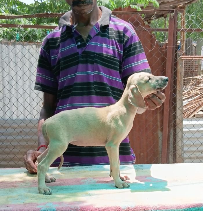 DogsIndia.com - Caravan Hound - Anish