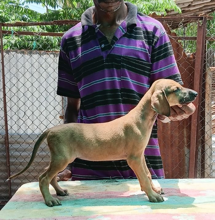 DogsIndia.com - Caravan Hound - Anish