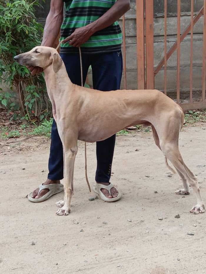DogsIndia.com - Caravan Hound - Anish
