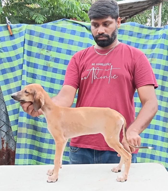 DogsIndia.com - Caravan Hound - Anish