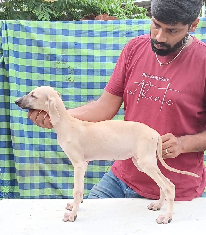 DogsIndia.com - Caravan Hound - Anish