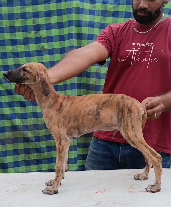DogsIndia.com - Caravan Hound - Anish