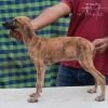 DogsIndia.com - Caravan Hound - Anish
