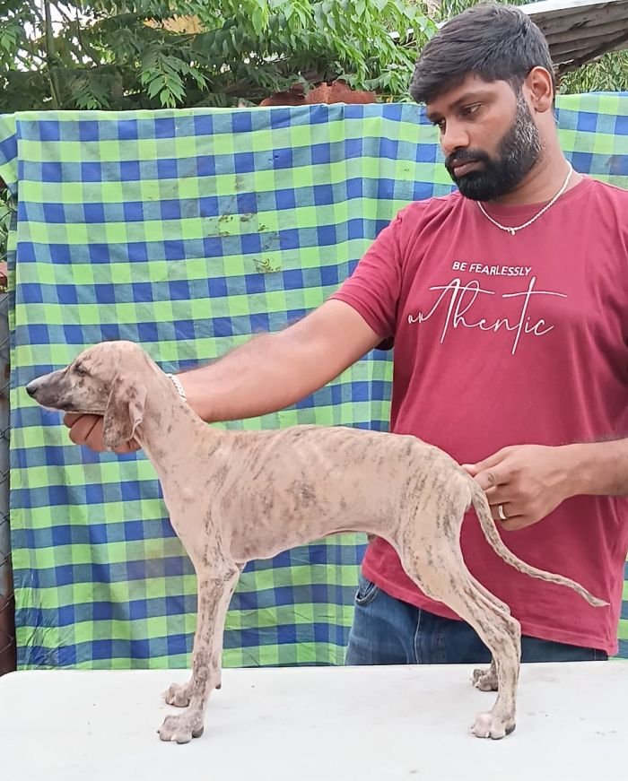 DogsIndia.com - Caravan Hound - Anish