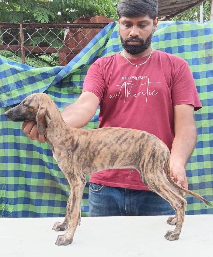 DogsIndia.com - Caravan Hound - Anish