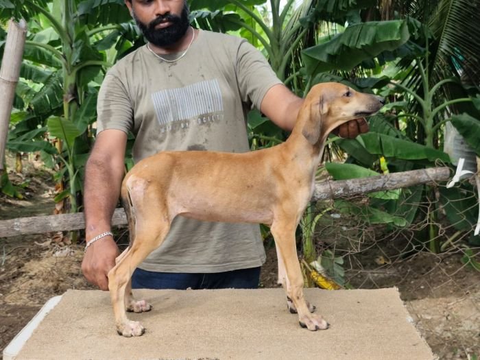 DogsIndia.com - Caravan Hound - Anish