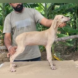 DogsIndia.com - Caravan Hound - Anish