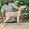 DogsIndia.com - Caravan Hound - Anish