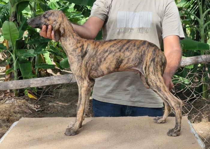DogsIndia.com - Caravan Hound - Anish