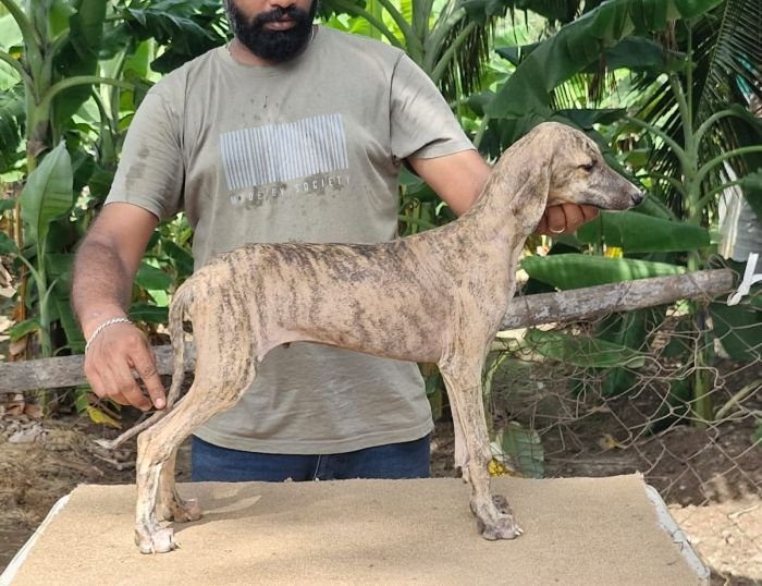 DogsIndia.com - Caravan Hound - Anish