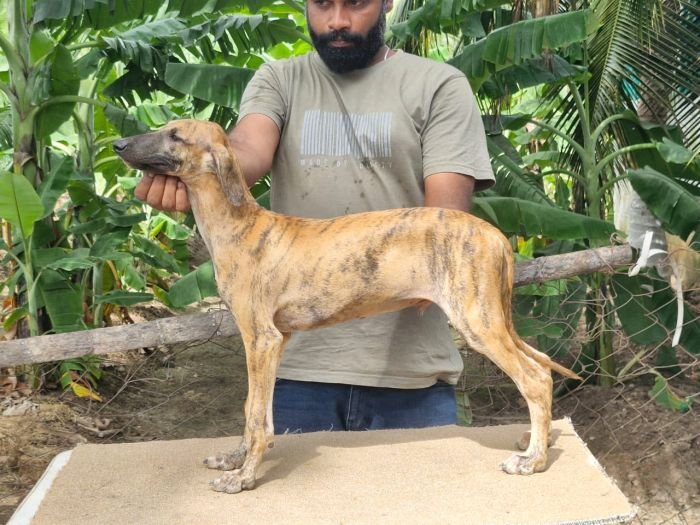 DogsIndia.com - Caravan Hound - Anish