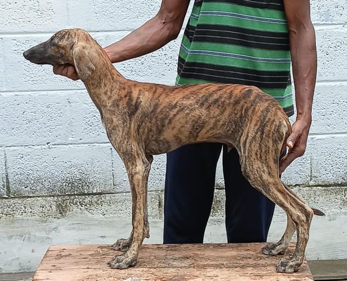 DogsIndia.com - Caravan Hound - Anish