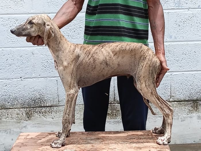 DogsIndia.com - Caravan Hound - Anish