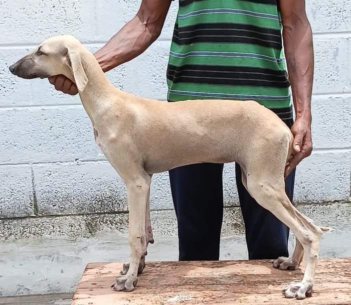 DogsIndia.com - Caravan Hound - Anish