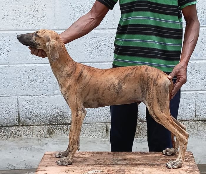 DogsIndia.com - Caravan Hound - Anish