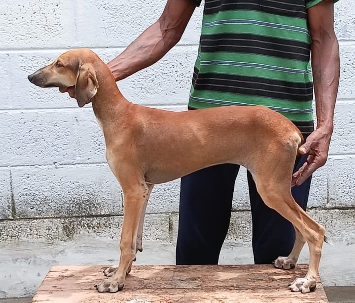 DogsIndia.com - Caravan Hound - Anish