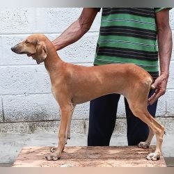DogsIndia.com - Caravan Hound - Anish