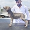 DogsIndia.com  Caravan Hound  Maalba Kennels