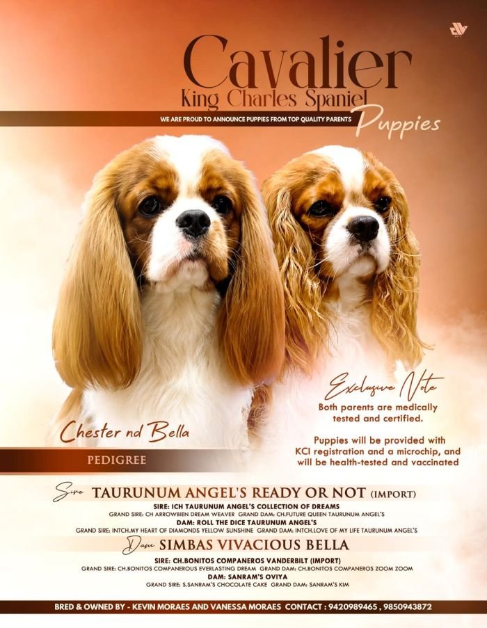 DogsIndia.com - Cavalier King Charles - Kevin Moraes