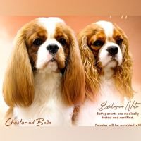 DogsIndia.com - Cavalier King Charles - Kevin Moraes