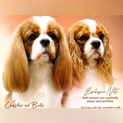 DogsIndia.com - Cavalier King Charles - Kevin Moraes