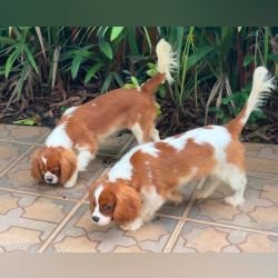 DogsIndia.com - Cavalier King Charles - Kevin Moraes