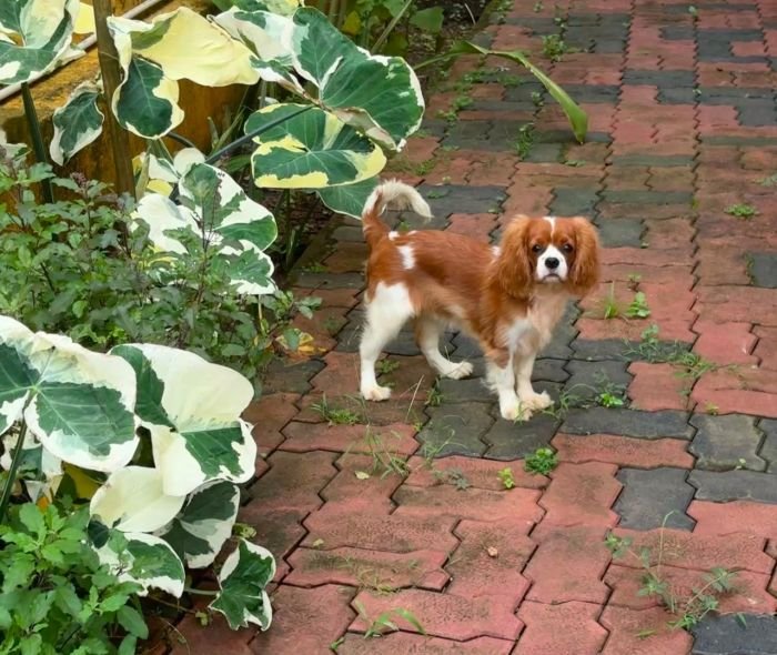 DogsIndia.com - Cavalier King Charles - Kevin Moraes
