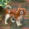 DogsIndia.com - Cavalier King Charles - Kevin Moraes