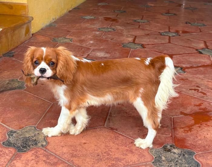 DogsIndia.com - Cavalier King Charles - Kevin Moraes