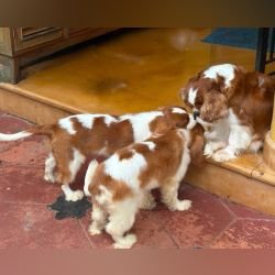 DogsIndia.com - Cavalier King Charles - Kevin Moraes