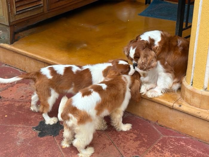 DogsIndia.com - Cavalier King Charles - Kevin Moraes