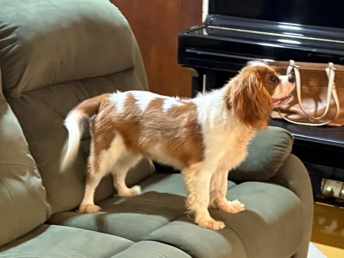 DogsIndia.com - Cavalier King Charles - Kevin Moraes