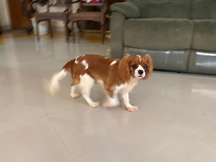 DogsIndia.com - Cavalier King Charles - Kevin Moraes