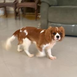 DogsIndia.com - Cavalier King Charles - Kevin Moraes