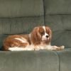 DogsIndia.com - Cavalier King Charles - Kevin Moraes
