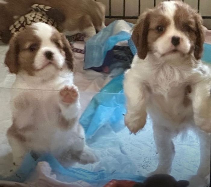DogsIndia.com - Cavalier King Charles - Kevin Moraes