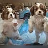 DogsIndia.com - Cavalier King Charles - Kevin Moraes