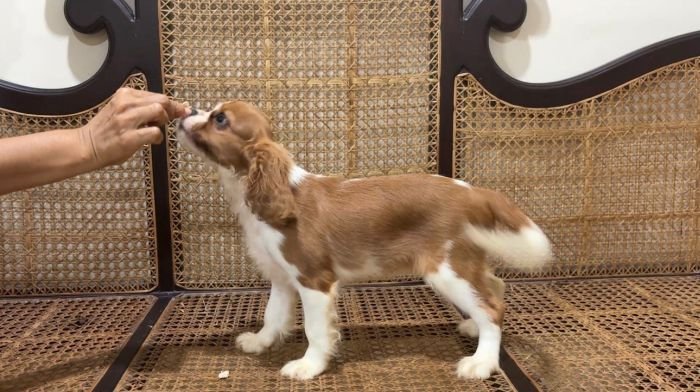 DogsIndia.com - Cavalier King Charles - Kevin Moraes